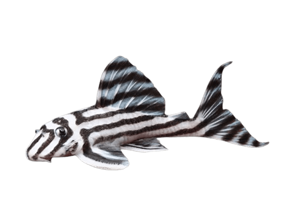 zebra pleco fish